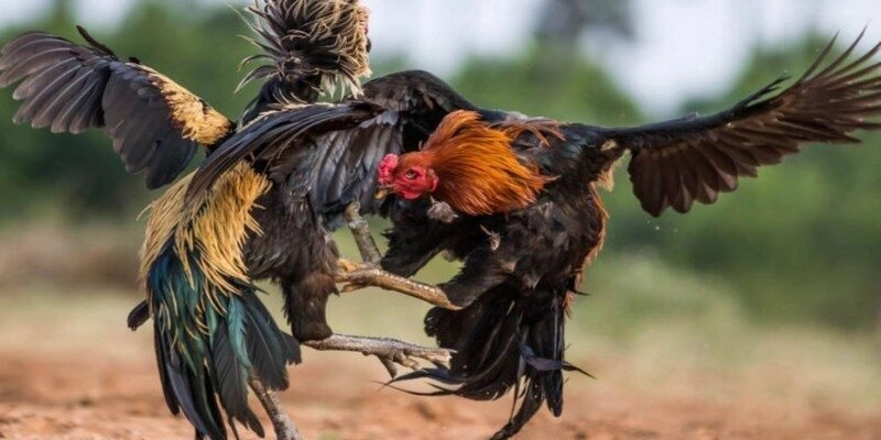 cách chọn gà chọi