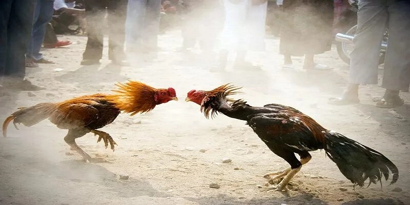 Lý do nên chọn gà chọi theo tiêu chí